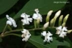 Citharexylum solanaceum