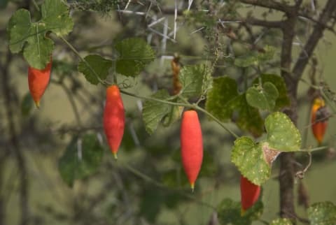 Kedrostis leloja