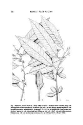 Myristica inutilis