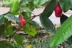 Syzygium megacarpum