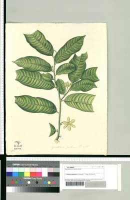 Guatteria goudotiana