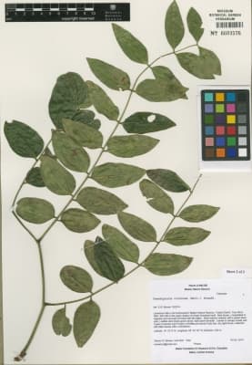 Caesalpinia violacea