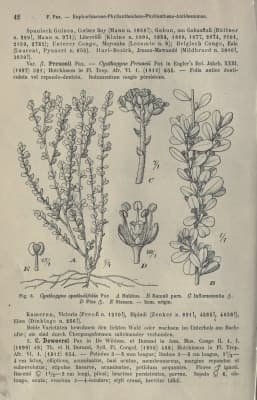 Thecacoris spathulifolia