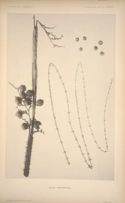 Calamus wightii