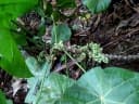 Endospermum moluccanum