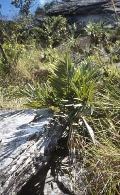 Syagrus pleioclada