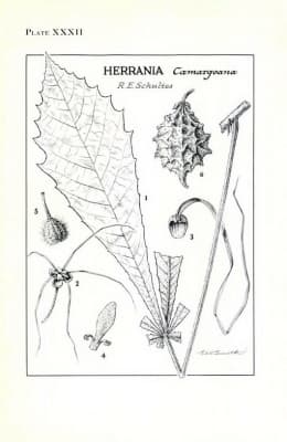 Herrania camargoana