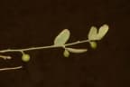 Cocculus pendulus