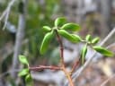 Hildegardia erythrosiphon