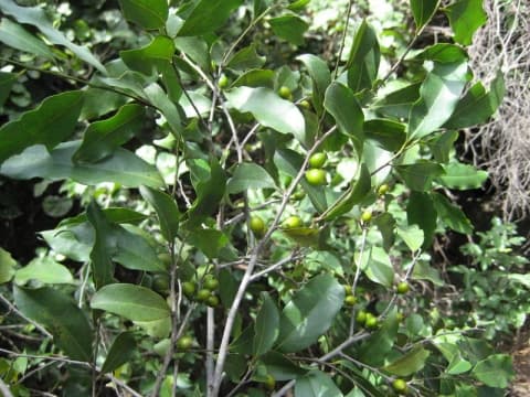 Diospyros heudelotii