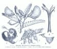 Aeschynomene elaphroxylon