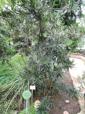 Podocarpus rumphii