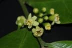 Aquilaria hirta