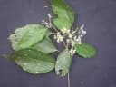 Hasseltia floribunda