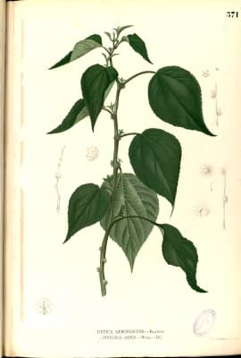 Pipturus arborescens