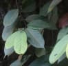 Friesodielsia biglandulosa