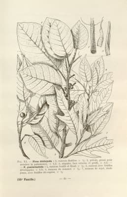 Ficus trichopoda