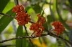 Medinilla crassifolia