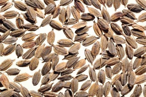 Oryza officinalis