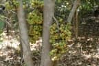 Ficus hispida