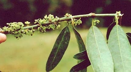 Salacia elliptica