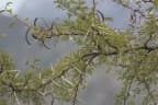 Vachellia karroo