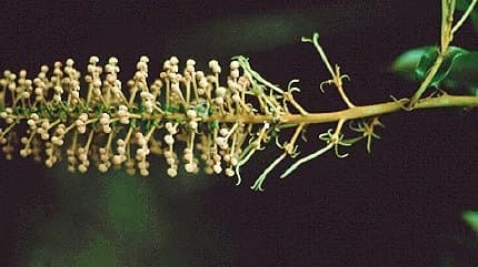 Mabea fistulifera