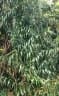 Calamus trachycoleus