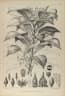 Elaeocarpus petiolatus