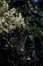 Acacia elata