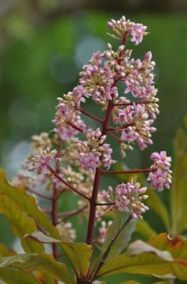 Ardisia serrata