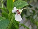 Impatiens tinctoria