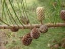 Casuarina glauca
