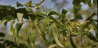 Acacia auriculiformis