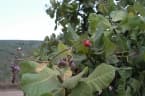Anacardium humile
