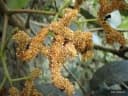 Myrianthus holstii