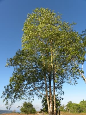 Miconia poeppigii
