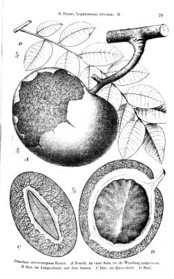 Detarium macrocarpum