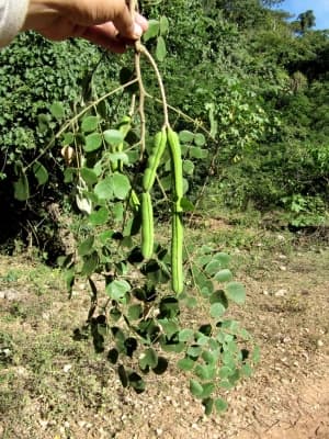 Samanea tubulosa