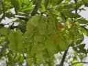 Piscidia piscipula