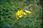 Crotalaria laburnifolia