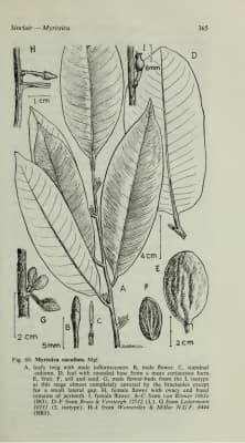 Myristica cucullata