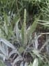 Sansevieria zeylanica