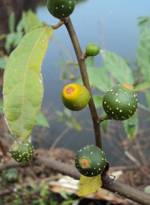 Ficus heterophylla