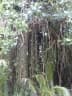 Clusia rosea