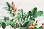 Ormosia coccinea