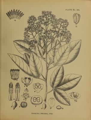 Walsura piscidia