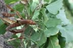 Erythrina poeppigiana