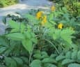 Senna hirsuta