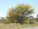 Parkinsonia praecox